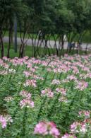 市民中心醉蝶花