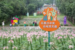 市民中心醉蝶花