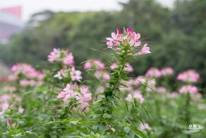 市民中心醉蝶花