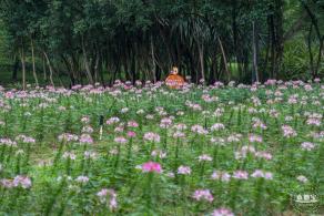 市民中心醉蝶花