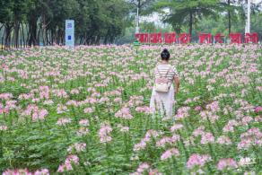 市民中心醉蝶花