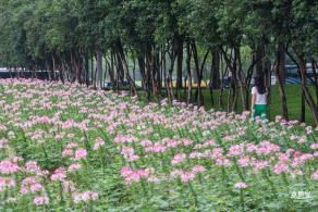 市民中心醉蝶花