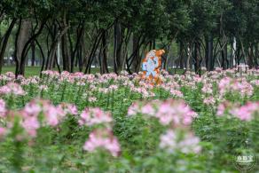 市民中心醉蝶花