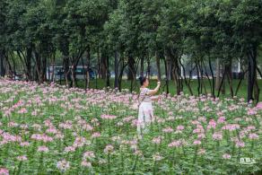 市民中心醉蝶花