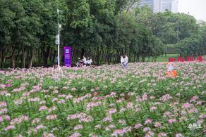 市民中心醉蝶花