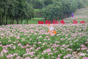 市民中心醉蝶花