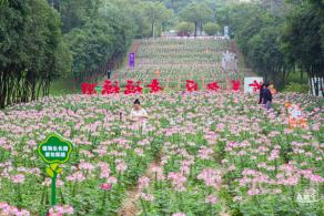 市民中心醉蝶花