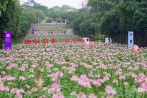 市民中心醉蝶花