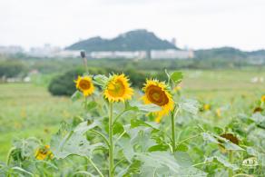 深圳光明向日葵