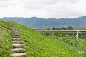 深圳光明向日葵