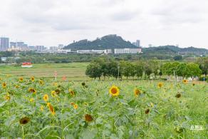 深圳光明向日葵
