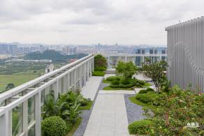 深圳光明向日葵