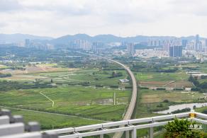 深圳光明向日葵