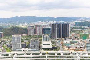 深圳光明向日葵