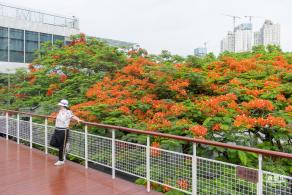 华侨城凤凰花