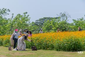 人才公园黄秋英花田