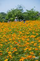 人才公园黄秋英花田
