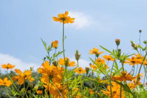 人才公园黄秋英花田