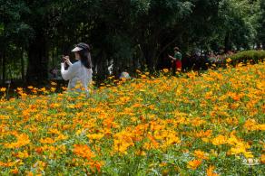 人才公园黄秋英花田