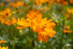 人才公园黄秋英花田