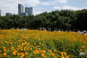 人才公园黄秋英花田