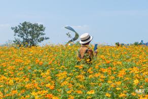 人才公园黄秋英花田