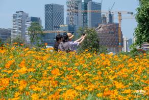 人才公园黄秋英花田