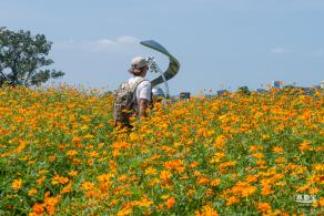 人才公园黄秋英花田