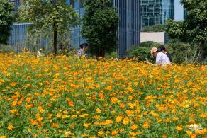 人才公园黄秋英花田