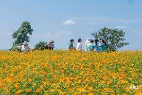 人才公园黄秋英花田