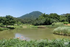 梧桐山森林会客厅