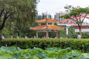 2024深圳荷花赏
