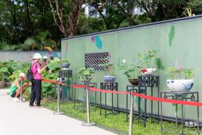 2024深圳荷花赏