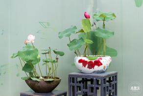 2024深圳荷花赏