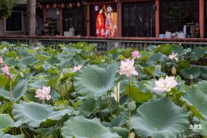 万景楼荷花池