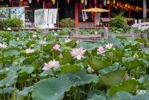 万景楼荷花池