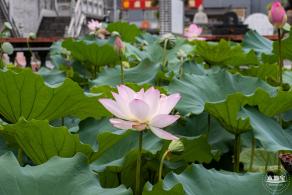 万景楼荷花池
