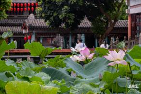 万景楼荷花池