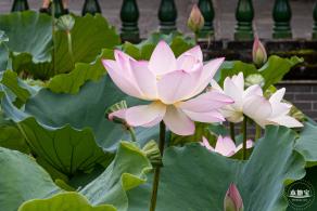万景楼荷花池