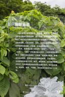 流花山粉叶金花