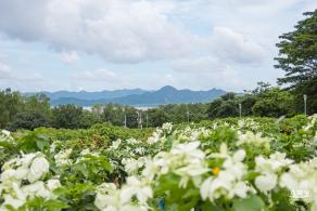 流花山粉叶金花