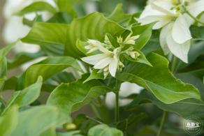 流花山粉叶金花