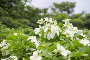 流花山粉叶金花