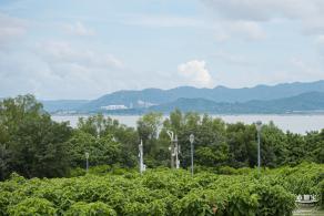 流花山粉叶金花
