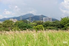 陌上花公园