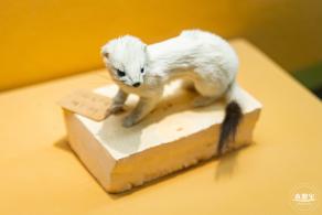 深圳新展【熊猫时代】
