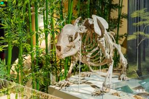 深圳新展【熊猫时代】