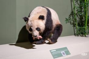 深圳新展【熊猫时代】