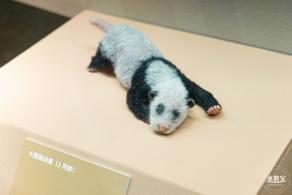 深圳新展【熊猫时代】