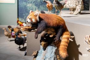 深圳新展【熊猫时代】